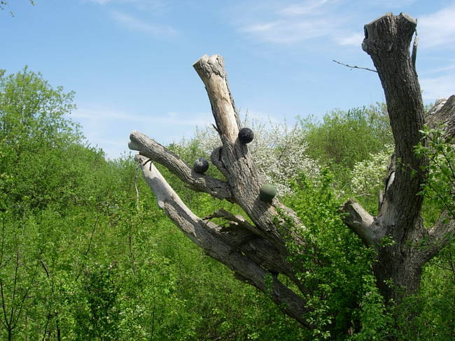 New Growth, Up, View 2