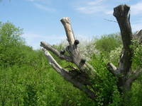 New Growth, Up, View 2