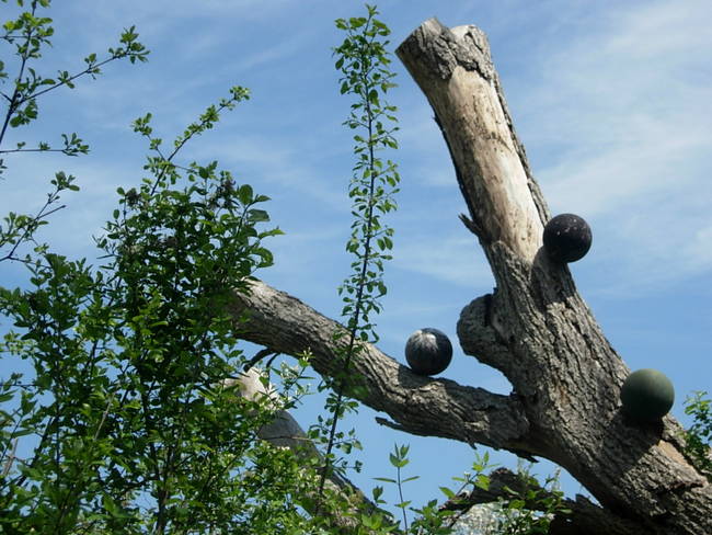 New Growth, Up, View 7