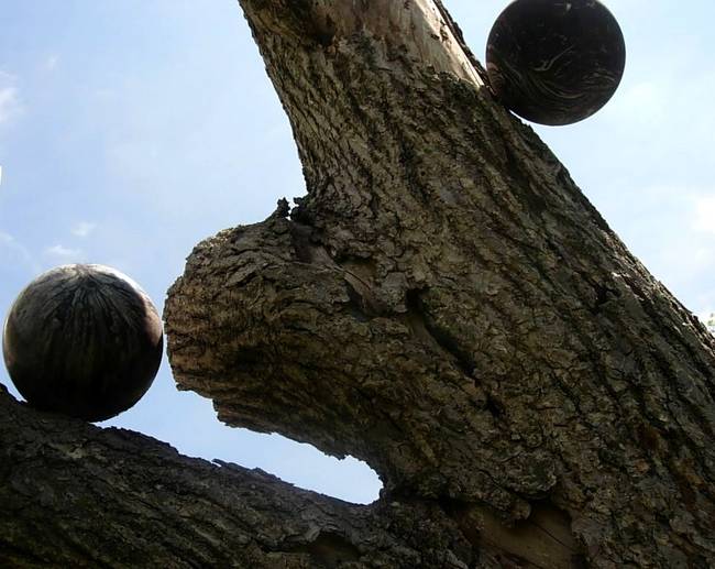 New Growth, Up, View 6