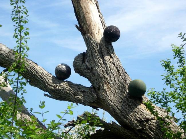 New Growth, Up, View 5