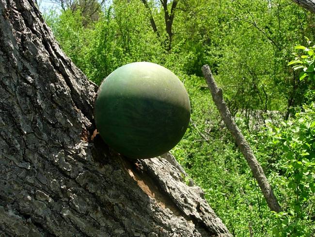 New Growth, Up, View 4