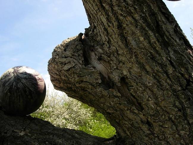 New Growth, Up, View 3