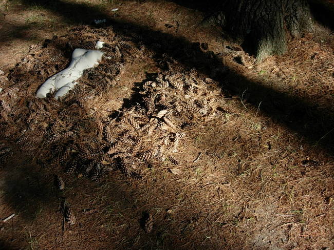 Nymph, Lake Emma, Cones 10