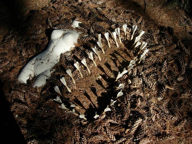 Nymph, Lake Emma, Cones 14