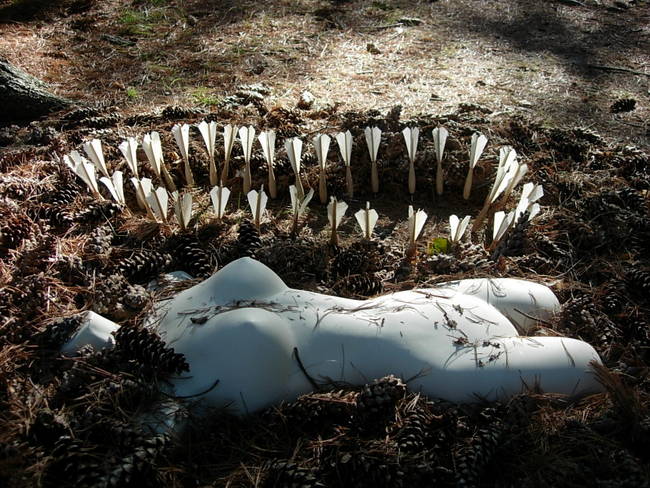 Nymph, Lake Emma, Cones 15