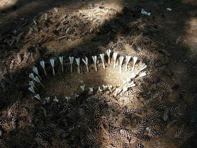 Nymph, Lake Emma, Cones 17