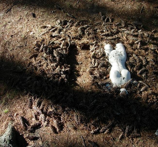 Nymph, Lake Emma, Cones 7