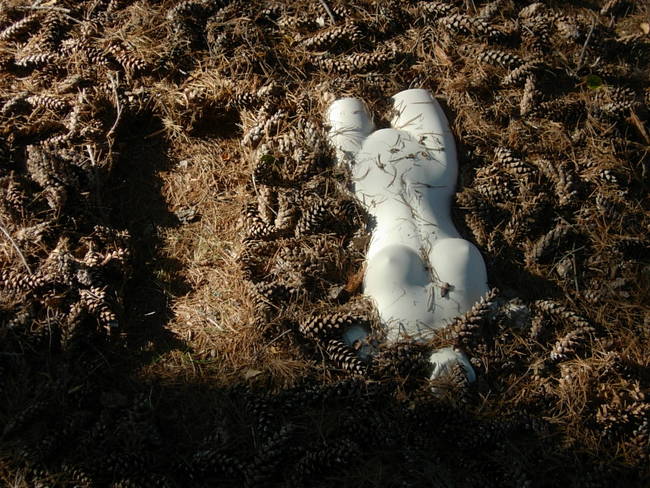 Nymph, Lake Emma, Cones 8