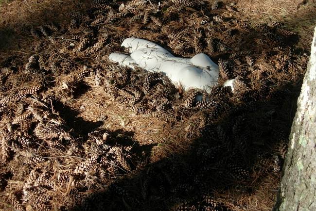 Nymph, Lake Emma, Cones 9