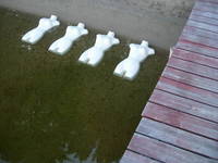 Nymph, Lake Emma 13
