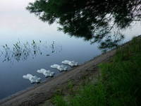 Nymph, Lake Emma 16