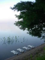 Nymph, Lake Emma 17