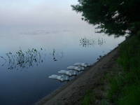 Nymph, Lake Emma 18