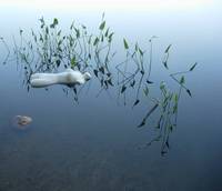 Nymph, Lake Emma 24