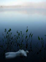 Nymph, Lake Emma 27