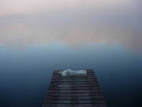 Nymph, Lake Emma 8