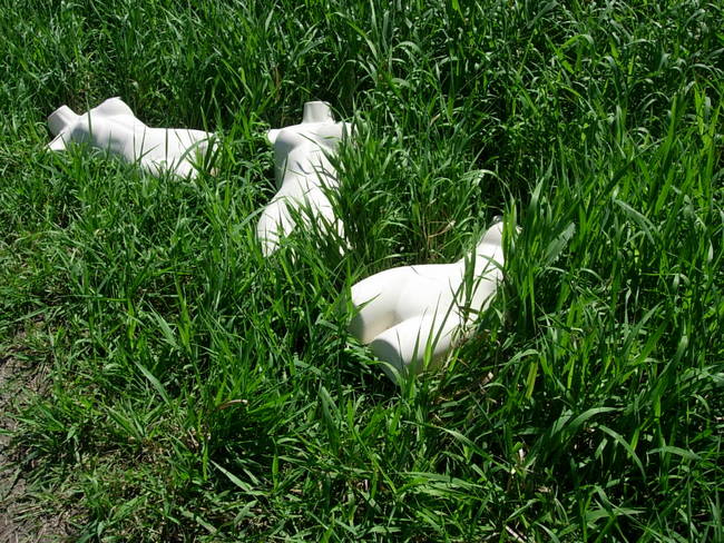 Nymphs, Susan's Farm 11