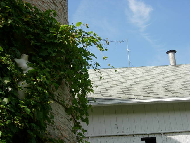 Nymphs, Susan's Farm 10