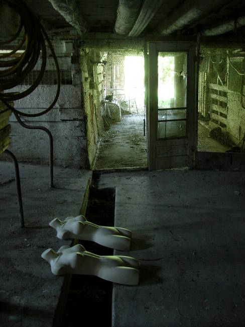 Nymphs, Susan's Farm 15