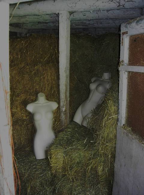 Nymphs, Susan's Farm 20