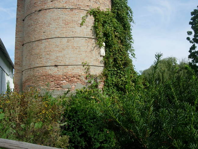 Nymphs, Susan's Farm 3