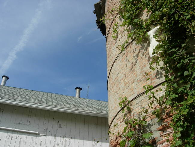 Nymphs, Susan's Farm 6