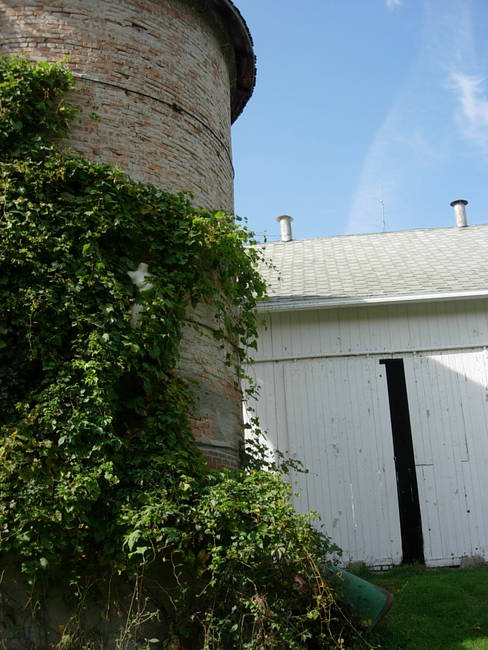 Nymphs, Susan's Farm 8