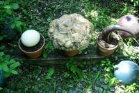 Return to the Dig, Variation 4, View 2