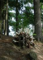 Swarm, Cone Creature 1