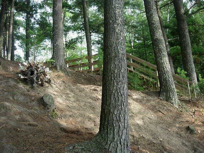 Swarm, Cone Creature 2