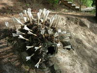 Swarm, Cone Creature 3