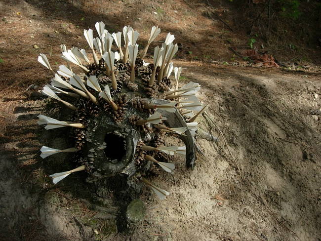 Swarm, Cone Creature 4