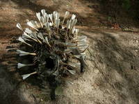 Swarm, Cone Creature 4