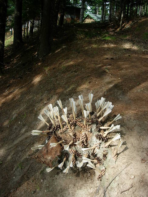 Swarm, Cone Creature 6