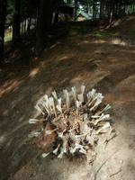 Swarm, Cone Creature 6
