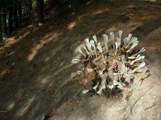 Swarm, Cone Creature 7