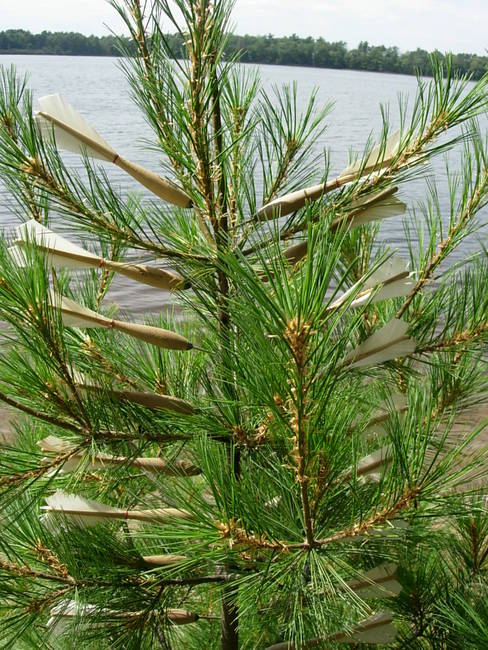 Swarm, Young Pine 1