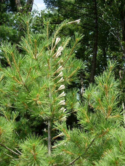 Swarm, Young Pine 4