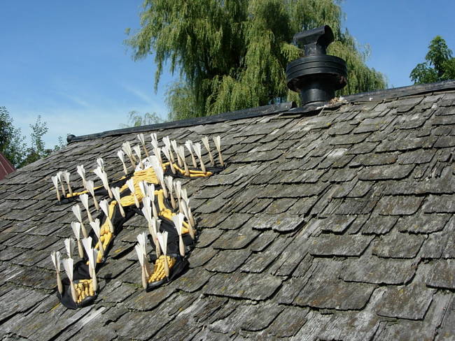 Swarm Costume, Susan's Farm 1