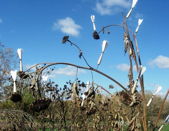 Swarm, Susan's Farm 1