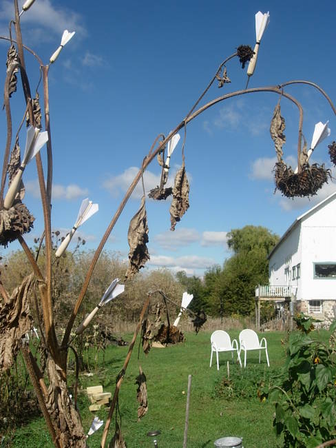Swarm, Susan's Farm 2
