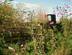 Telly, Susan's Farm 1