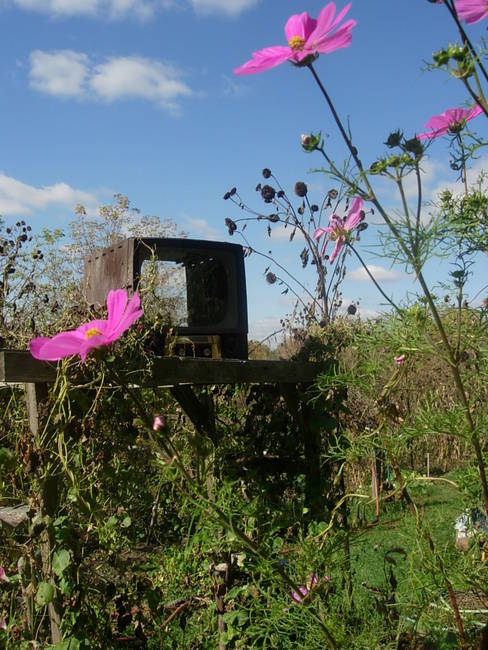 Telly, Susan's Farm 2