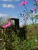 Telly, Susan's Farm 2