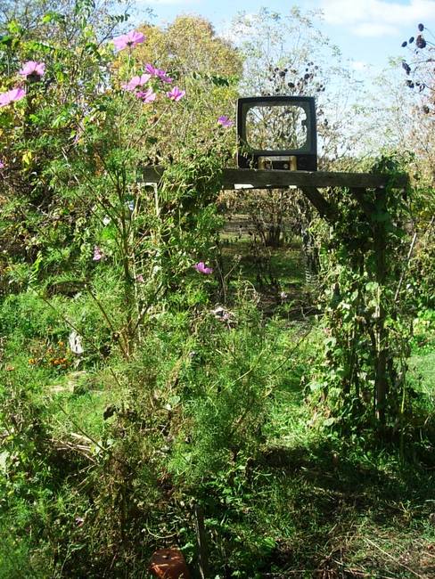 Telly, Susan's Farm 3