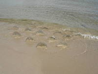 The Landing Awash 2