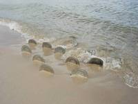 The Landing Awash 3