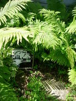 Wild Patch 1, View 1