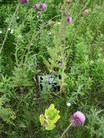 Wild Patch 10